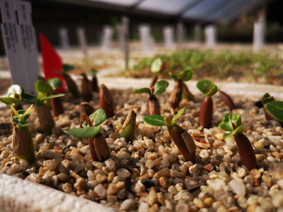 Kakteen_Haage's tweet photo. In der letzten Episode des CactusPodcast ging es um das Thema Aussaat - 10 einfache Tipps für Einsteiger.
Und hier sind schon die ersten Sämlinge ❤️🌵
#kakteenhaage
#kaktusgaertner
#aussaat
#cactuspodcast
#cactusbasics
#haagelive
https://t.co/NFon2peBoe https://t.co/N17ll5Mj1b