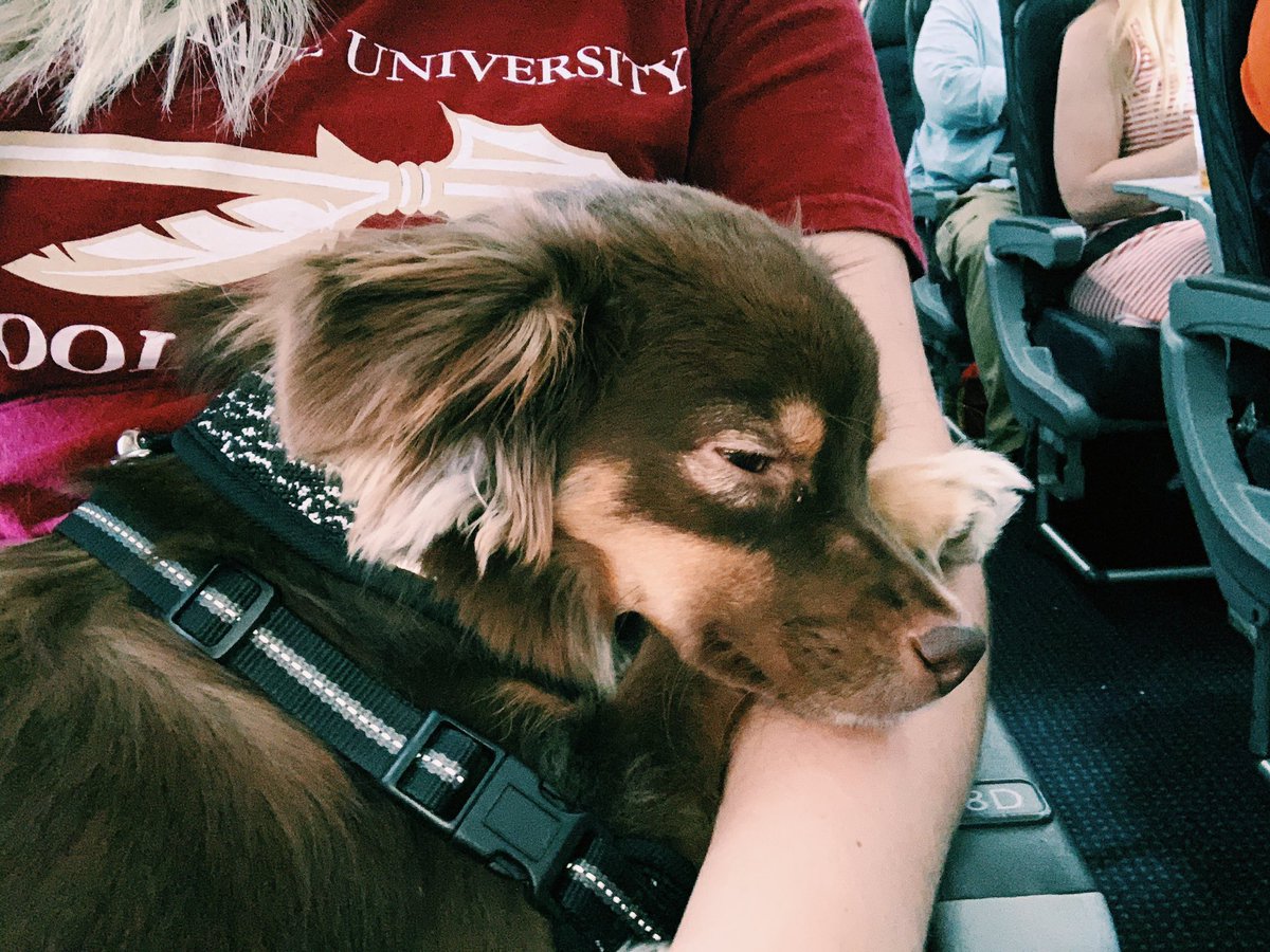 kenzigangwish's tweet photo. To the lady who thinks the FEDERAL LAW should be changed about me being able to bring my angel on the plane with me... she was quieter than your screaming grandkid was that everyone heard the whole flight https://t.co/PoOOlwGYej