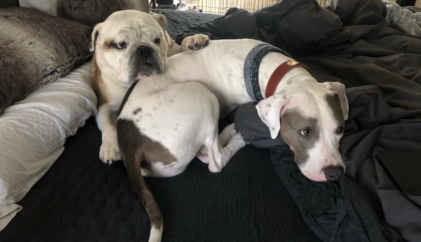 MiaYim's tweet photo. Much needed wholesome content. #princestannis #isispuppy https://t.co/CUAHn4Hozi