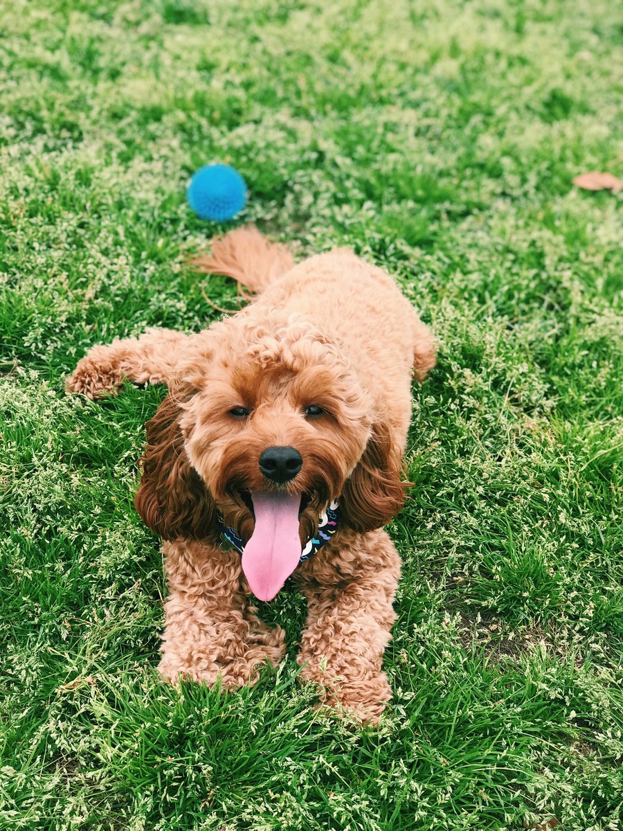 livscraycray's tweet photo. Life’s ruff☀️🌈💕☺️ https://t.co/bMnJhZ0IFB