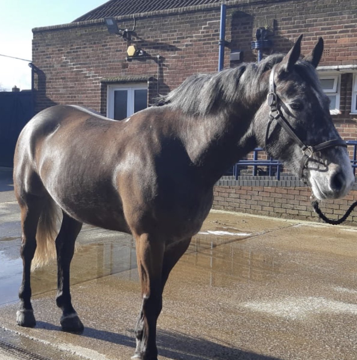 We would like to introduce the newest equine recruit to our department “Chunky”. Chunky is a 4 year old Irish Sports Horse and currently stands at 16.3hh. He has settled in really well and is enjoying his training. #StandTall #PHChunky #NewBoy #MountedTraining