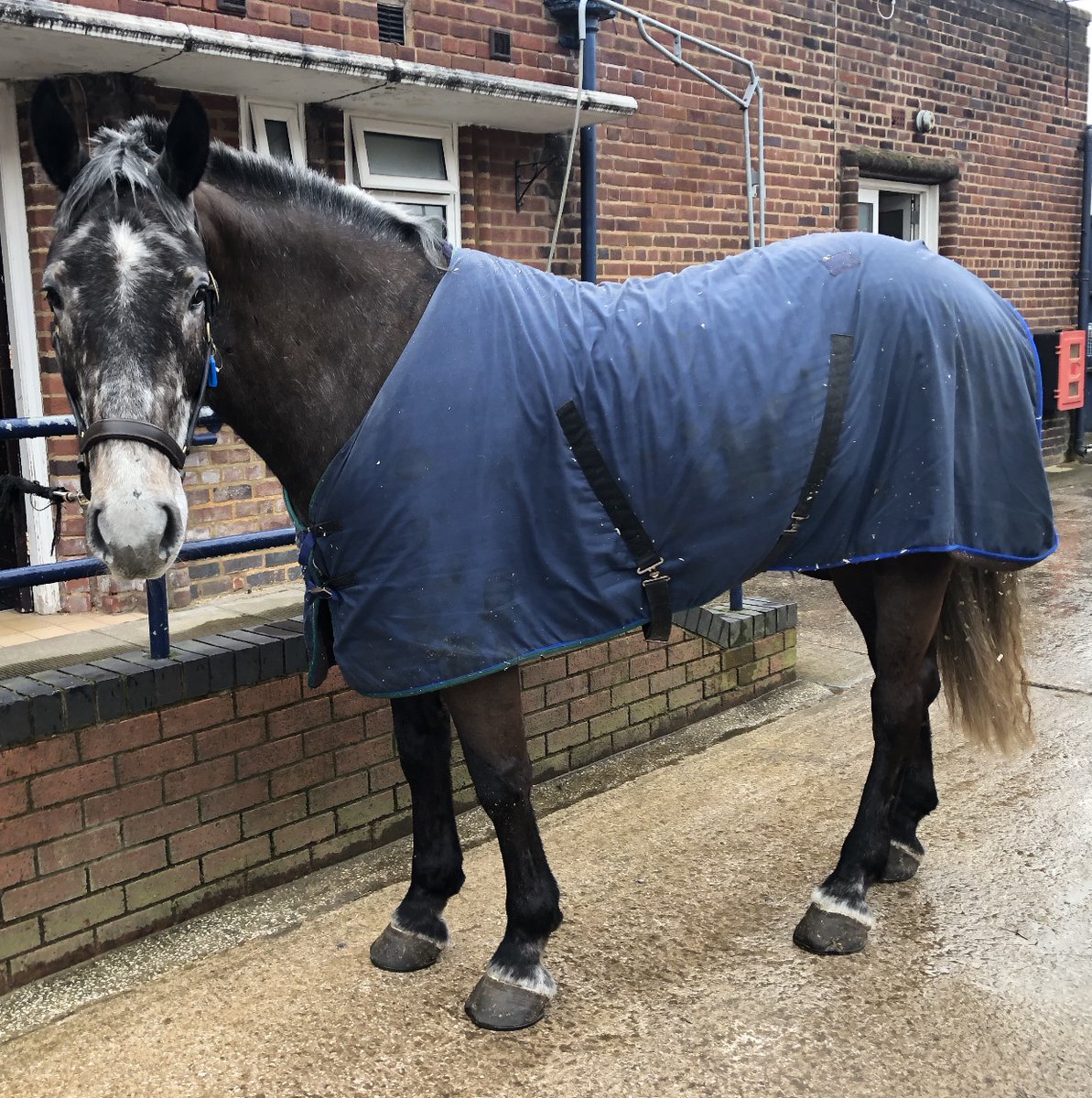 MerPolMounted's tweet photo. We would like to introduce the newest equine recruit to our department “Chunky”. Chunky is a 4 year old Irish Sports Horse and currently stands at 16.3hh. He has settled in really well and is enjoying his training. #StandTall #PHChunky #NewBoy #MountedTraining https://t.co/4UAAheNV8X
