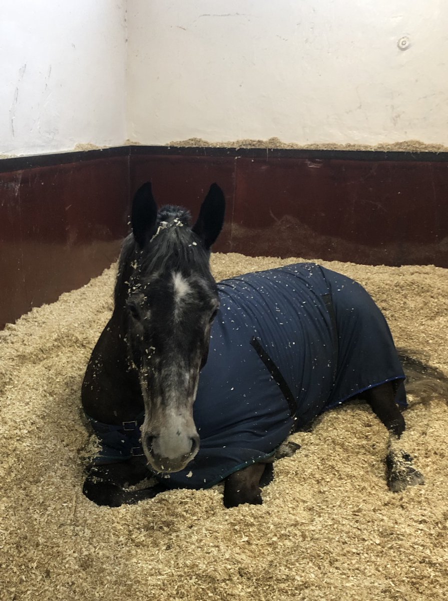 MerPolMounted's tweet photo. We would like to introduce the newest equine recruit to our department “Chunky”. Chunky is a 4 year old Irish Sports Horse and currently stands at 16.3hh. He has settled in really well and is enjoying his training. #StandTall #PHChunky #NewBoy #MountedTraining https://t.co/4UAAheNV8X