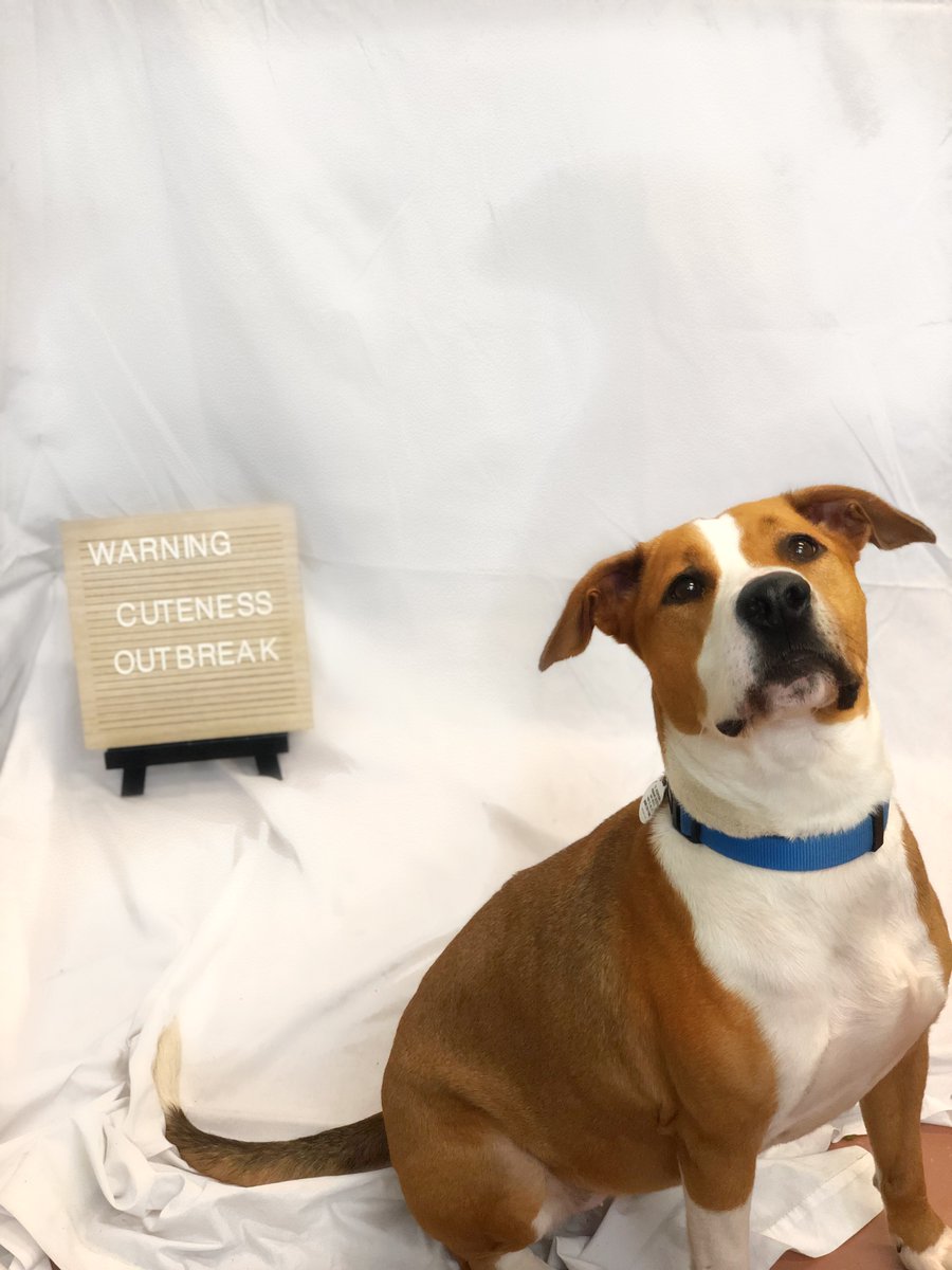 st joe humane society dogs