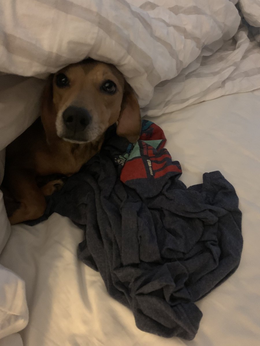 KBelenchia's tweet photo. I lifted up the covers and found someone curled up in her dad’s shirt. @amb_strongnerd #weinerdogsofinstagram #miapup #daddysgirl https://t.co/y8HkBEUImg
