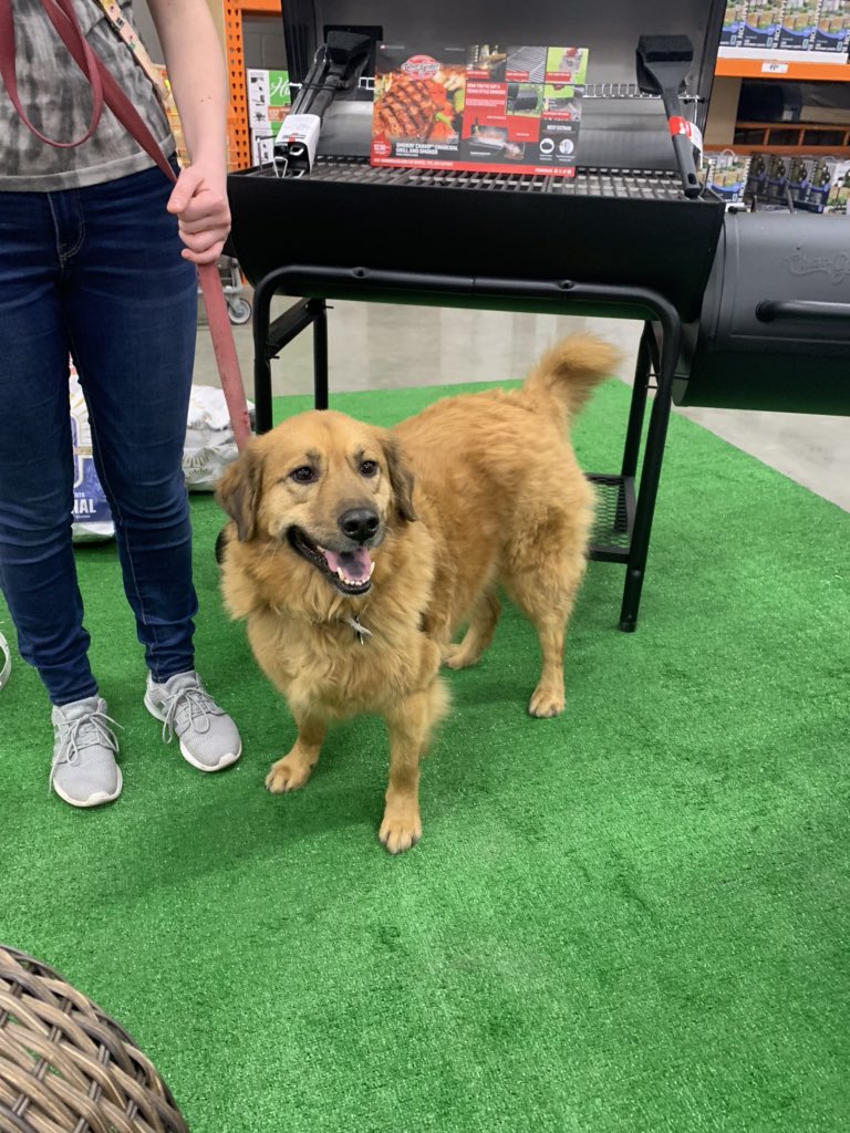 #2564 Checking out the new setup @DogsOfHomeDepot <a href="/jcourtney30/">Courtney Jones</a>