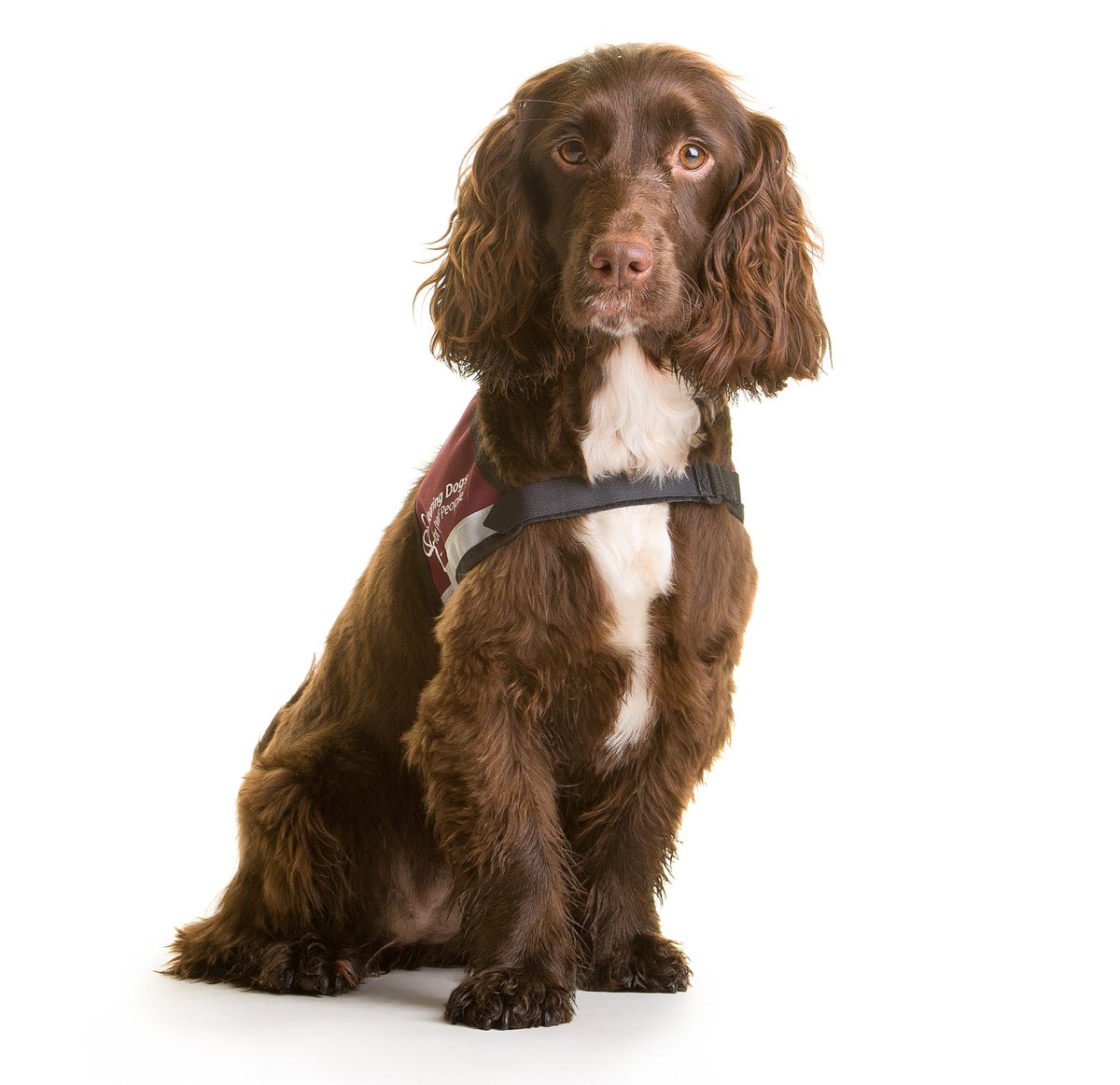 HearingDogs's tweet photo. The very best news to be able to bring you, as the lovely Daphne had a fantastic placement week with her deaf partner and is now at home with them as their fully-accredited hearing dog ❤️ 

Congratulations Daphne and thank you to everyone who helped her through training 🐾 https://t.co/szvVja8HJi