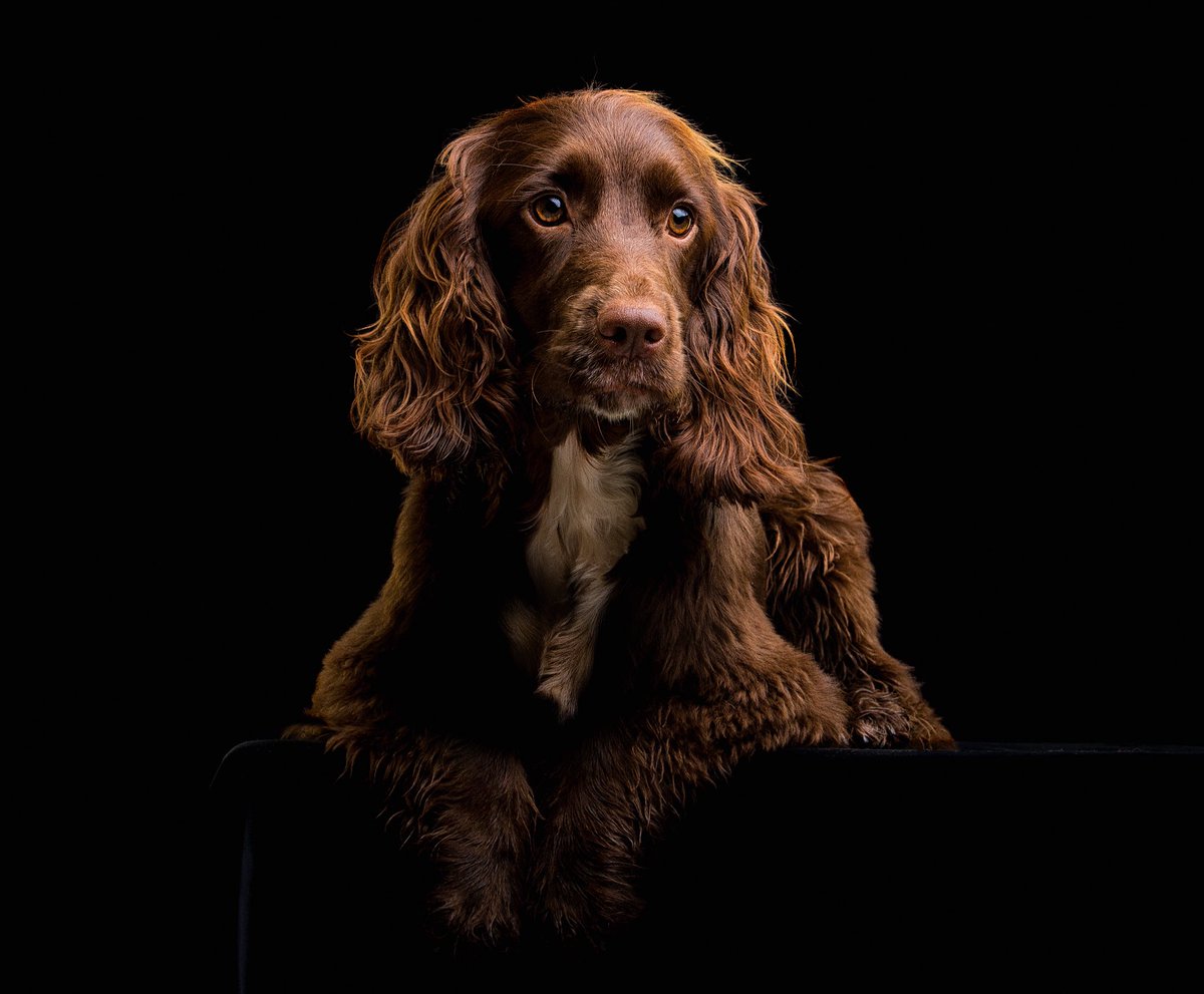 HearingDogs's tweet photo. The very best news to be able to bring you, as the lovely Daphne had a fantastic placement week with her deaf partner and is now at home with them as their fully-accredited hearing dog ❤️ 

Congratulations Daphne and thank you to everyone who helped her through training 🐾 https://t.co/szvVja8HJi
