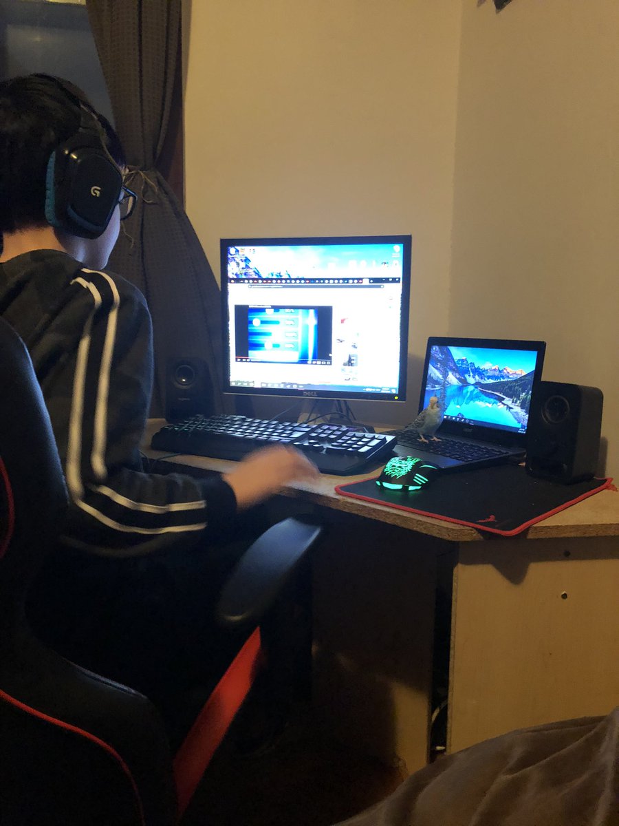 melveys's tweet photo. 24 hours into self isolation. Learning to type with tiny bird feet. https://t.co/uOO9EPrXFC