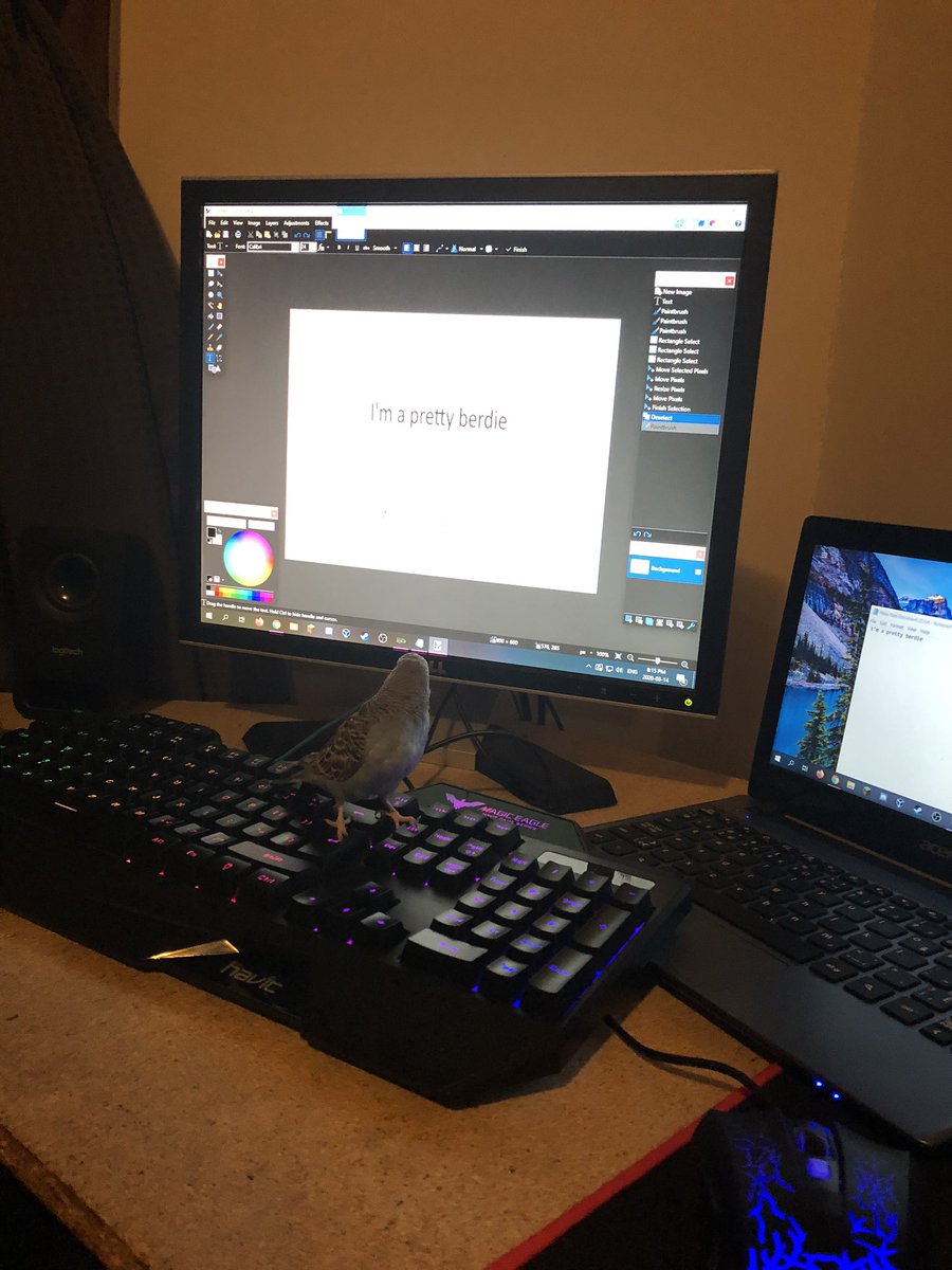 melveys's tweet photo. 24 hours into self isolation. Learning to type with tiny bird feet. https://t.co/uOO9EPrXFC