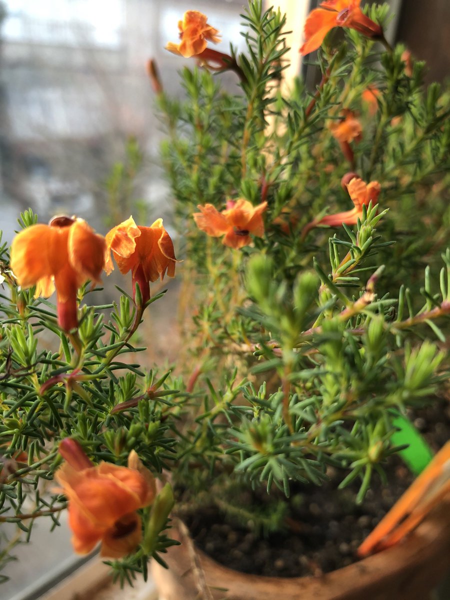 ノザキ 試合はないけど オレンジ色の花でなごもう 加温してない部屋では こんな感じ ゼラニウムは初心者にも 育てやすい花 アブチロンも咲いてる コリゼマは今咲いて また初夏にも外で咲いてくれる ハツコイソウも咲き続けてまーす