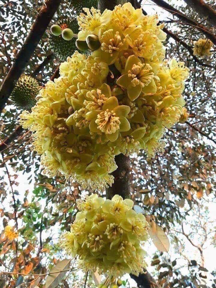 HOA SẦU RIÊNG đẹp và lạ!
Ta đã ăn quả nhiều nhưng mới biết cái hoa!