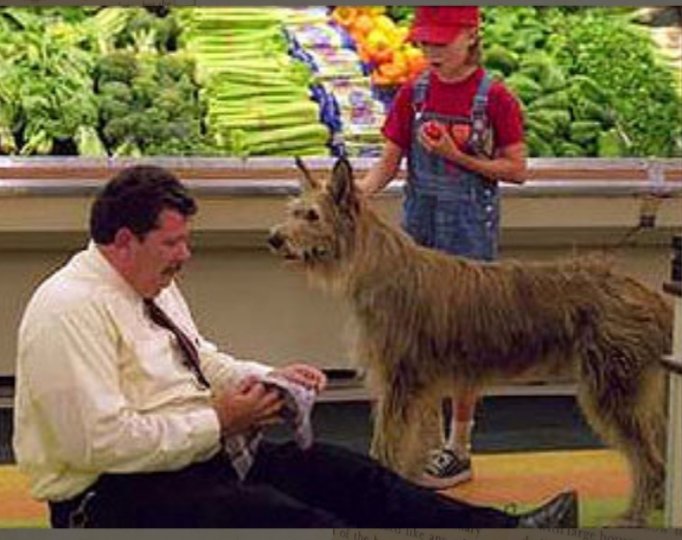 Because of winn dixie movie opal