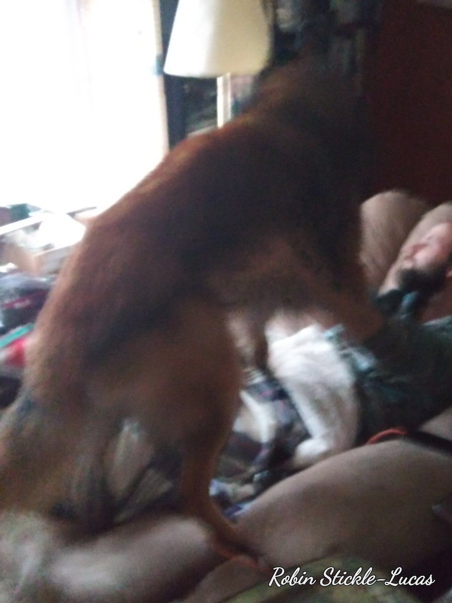 MyCrazyLife1030's tweet image. Atlas is ready for his @OfficialLivePD tryout. Can't wait until this evening. @LivePDNation @danabrams @NickWhiteK9 @Sean_C_Larkin @TomMorrisJr1 #DogsOfLivePD #K9Partners