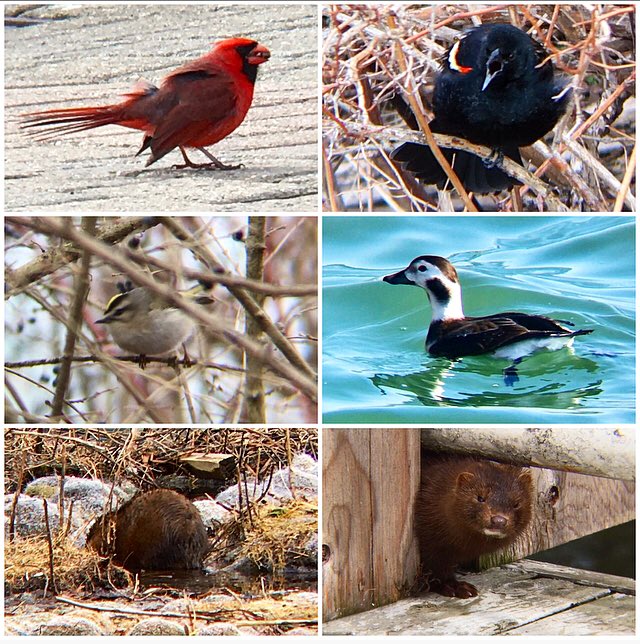 Ontario Place bird notes #25 | A solitary walk before heading back indoors for the weekend. Sounds of screeching grackles and red-winged blackbirds everywhere, cardinals, golden-crowned kinglets, and all the usual winter ducks. Also a mink and a beaver hanging out nearby.