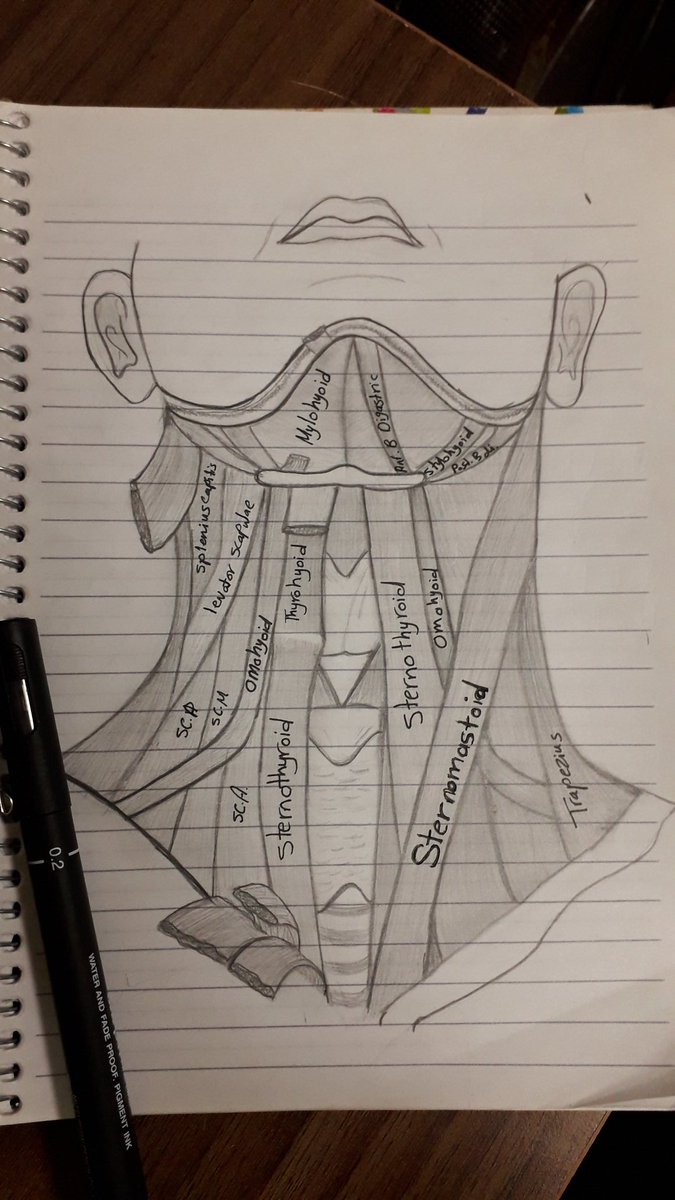 AyaHasan173's tweet photo. Thats how to study anatomy 4..
#end_of_module
#head_and_neck
مهو مش ذنبي اني خلصتها اما الدراسه اتأجلت😂..نقفل الموديول ع كدا بقا https://t.co/8faQp0s4SG