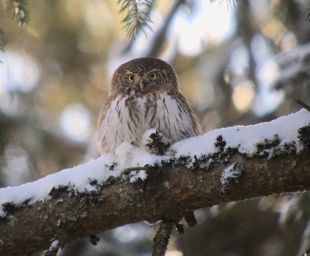 Estonia Day 3 and the undoubted highlight was the fantastic views we had of a pair of Pygmy Owls in forest near Tuhu. Nutcracker, Grey-headed Woodpecker, lekking Black Grouse, Parrot Crossbill and some fantastic mixed flocks of White-fronts and Tundra Beans also <a href="/EstonianNature/">EstonianNatureTours</a>