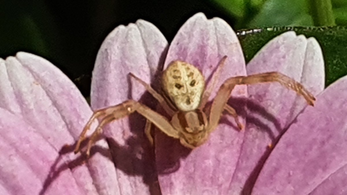 Marco O. (@m40b_13) on Twitter photo Hola <a href="/Arachno_Cosas/">Soy aracnólogo, pregúntame lo que quieras</a>, es peligrosa esta araña que acabo de ver en mi jardín? Saludos! Hola <a href="/Arachno_Cosas/">Soy aracnólogo, pregúntame lo que quieras</a>, es peligrosa esta araña que acabo de ver en mi jardín? Saludos!