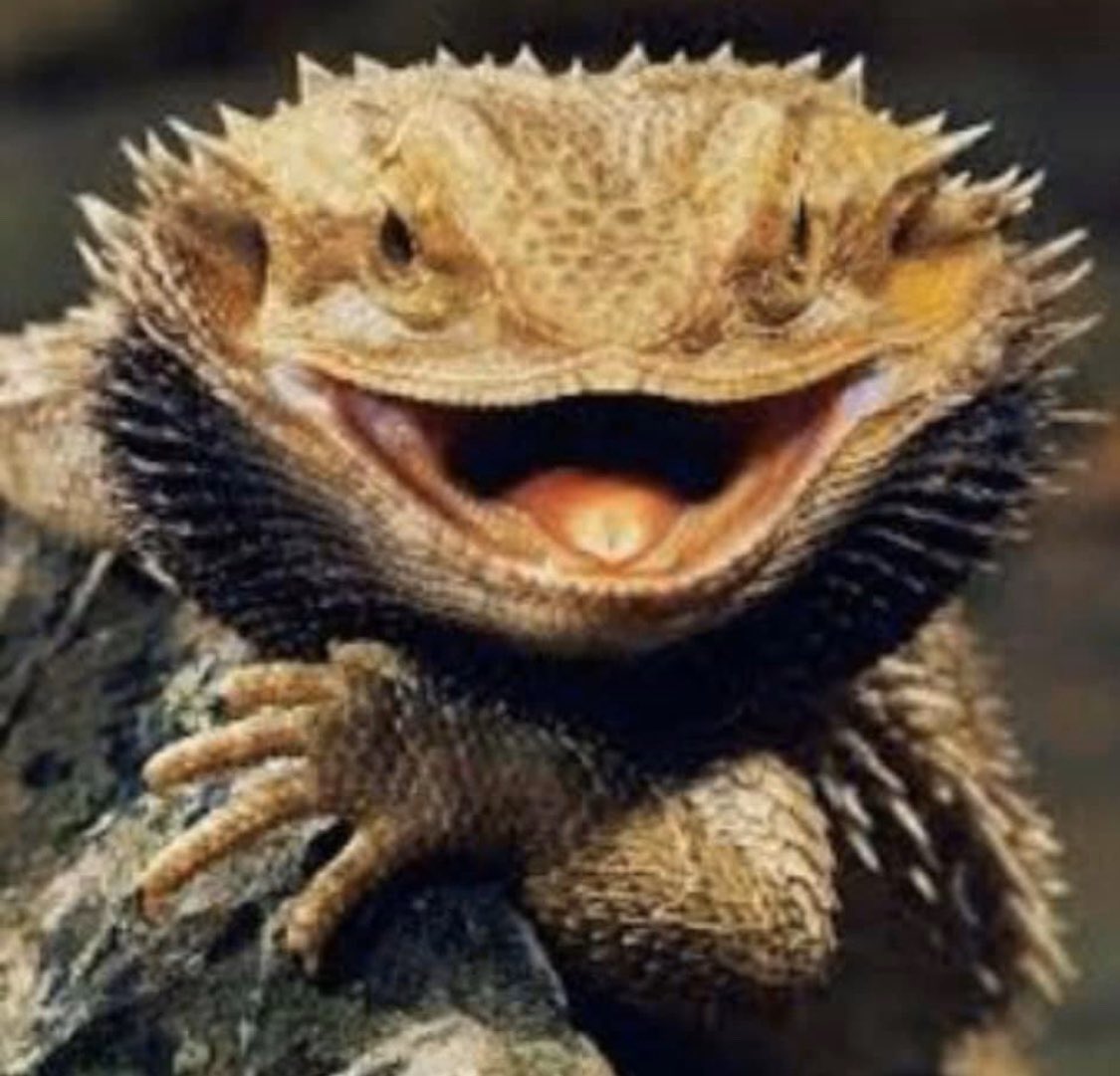 risetoflyy's tweet photo. Honestly! What the fuuk are we doing on a planet run by these bastards?
#USLockDown
#WorldPanic
#ReptiliansSuk https://t.co/wyCJOKdHCi