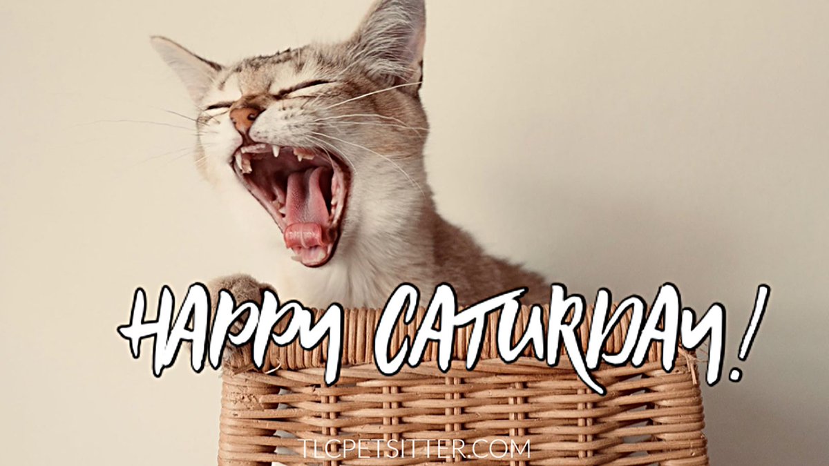 TLCpetsitter's tweet photo. Hope you are enjoying your Caturday!
#gilbertaz #caturday #catsofgilbert #catsrule #fortheloveofpets #catsitterlife https://t.co/cUHLXw279q