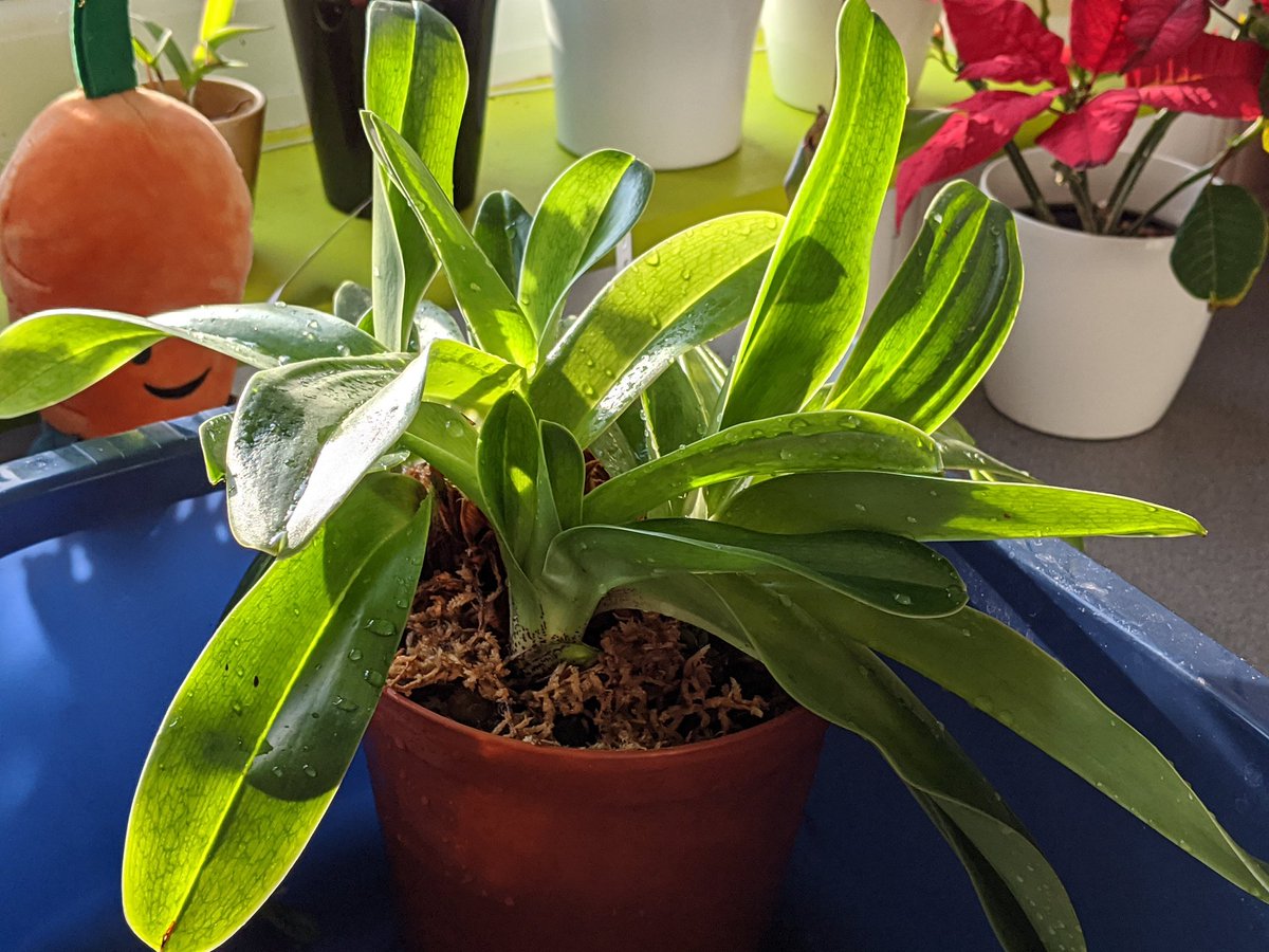 QualityLindsey's tweet photo. I think it's about time I split up this American Hybrid Paphiopedilum Orchid!It didn't bloom last year (first time in 4 second picture) growth looks very healthy though, it just need to make its babies fly the nest! #Paphs #Orchids 🌺 https://t.co/YXgOKC6x1L