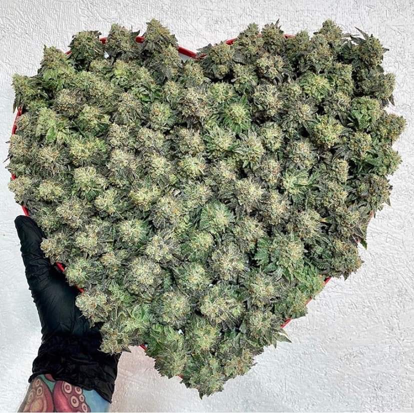 julluskush's tweet photo. Stoner Roll call - Where are you from ? https://t.co/L5bm7Nu7tL