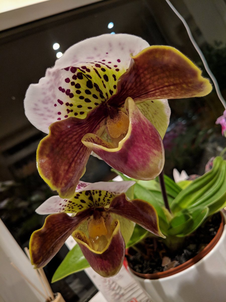 QualityLindsey's tweet photo. I think it's about time I split up this American Hybrid Paphiopedilum Orchid!It didn't bloom last year (first time in 4 second picture) growth looks very healthy though, it just need to make its babies fly the nest! #Paphs #Orchids 🌺 https://t.co/YXgOKC6x1L