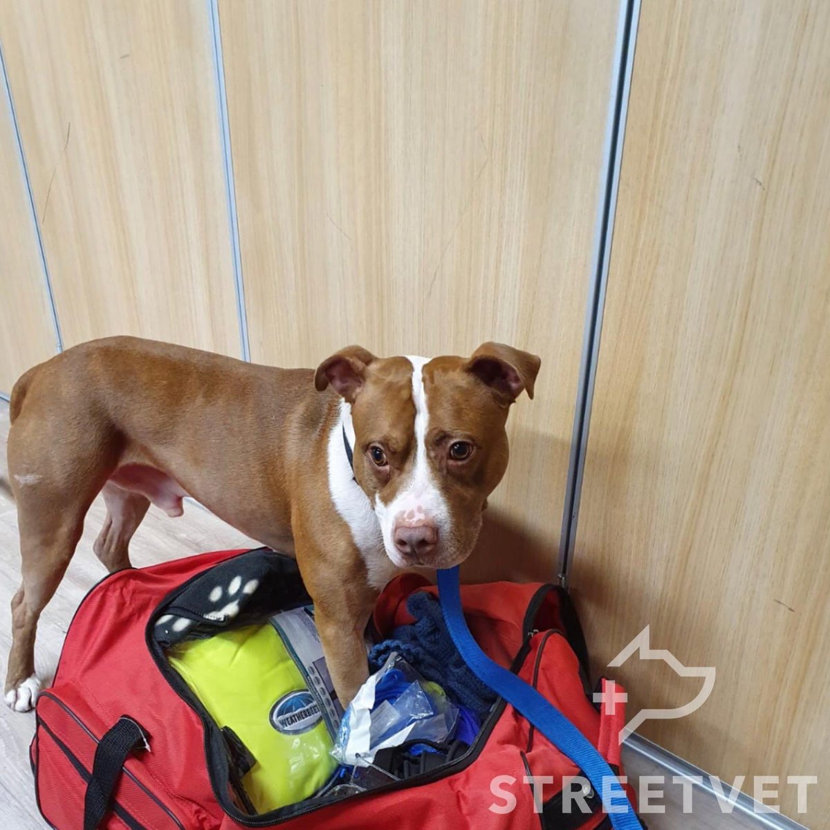 This is Biggie, one of our lovely regulars at the Redruth outreach in Cornwall. The team have really helped Biggie with his health over the years organising a mass removal &amp; X-rays of his elbow. Thank you to all of our supporters for allowing us to care for dogs like Biggie.🐾