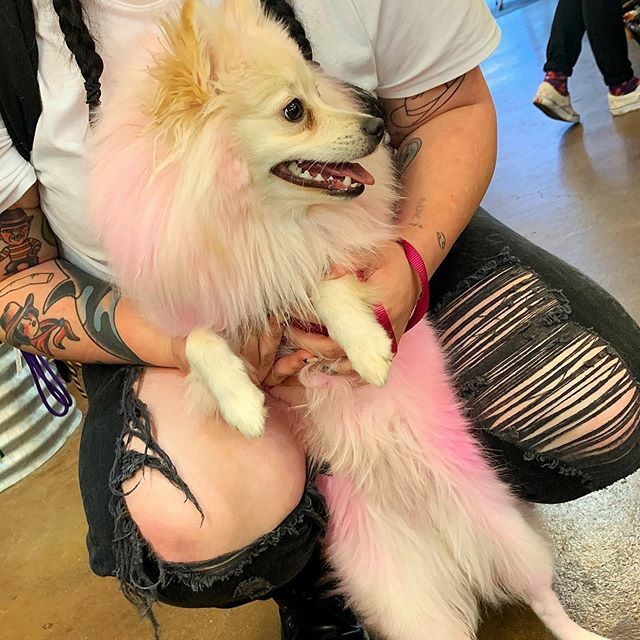 This is Princess Diana and she says pink is in this season! .
And this weekend only we are having a flash sale! 20% off all winter gear! .
.
.
#portlandoregon #portland #pdx #pnw #dogsofinstagram #dogsofinsta #doglover #petstagram #dogsandpals #igdogs #dogsofportland #holist…