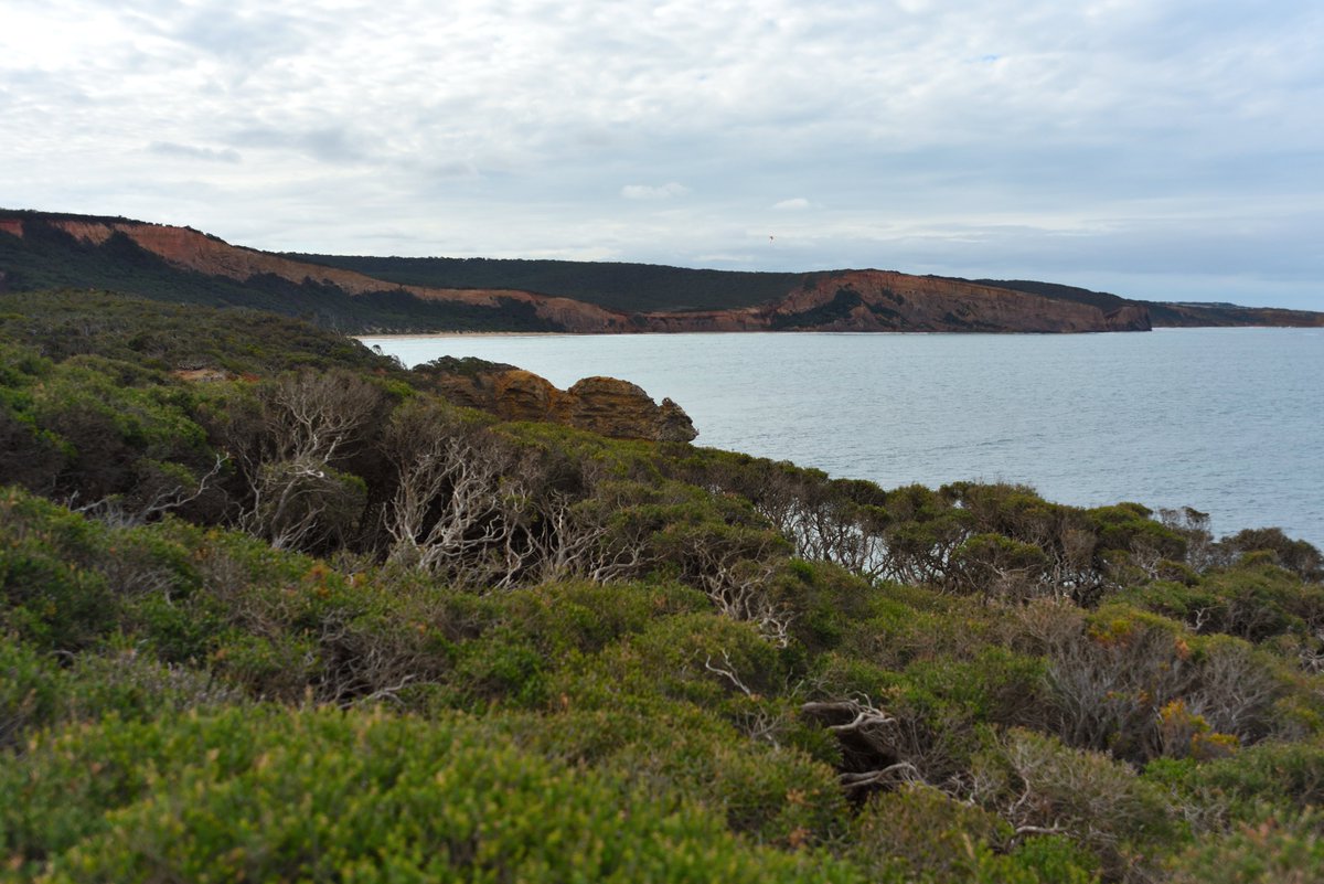 #scape366.com 075 - The #rugged #cliffs of #bellsbeach and the #wiry #coastal #bushes of the #pointaddismarinenationalpark, viewed from the #pointaddis #boardwalk. Making use of the #coastline and blustery weather, is a #paraglider, a small speck in the distant clouds #coastscape