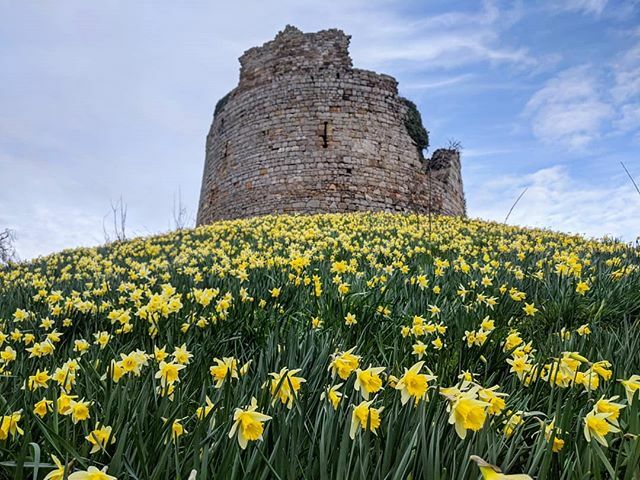 What are you up to tomorrow? Come see the thousands of daffodils at Hawarden Old Castle! We are ready for a great day... 🥁 Watch Cambria Marching Band open the day from the park gates in the village 🌱 The Walled Garden is open for the very first tim… ift.tt/2IMzNlp