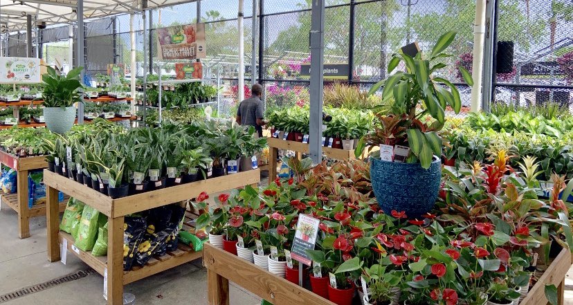 Willycostafarms's tweet photo. 249 Loaded &amp; Ready with Beautiful Plants!! https://t.co/xfe0iiP1j3