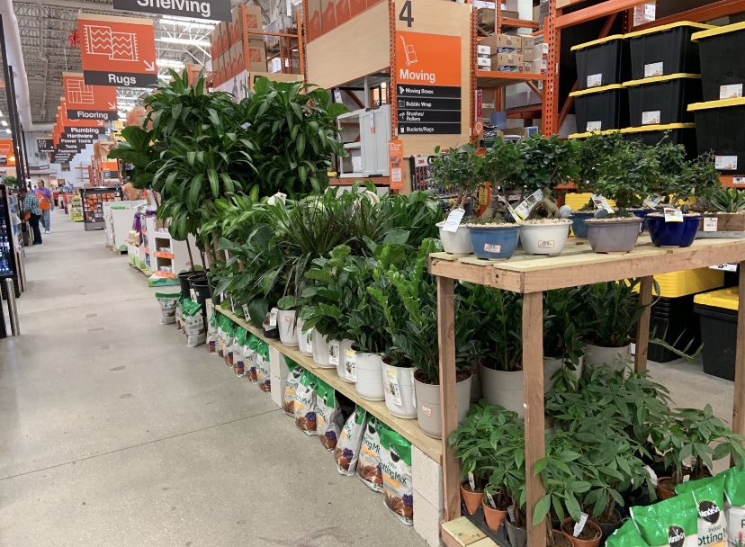 Willycostafarms's tweet photo. 249 Loaded &amp; Ready with Beautiful Plants!! https://t.co/xfe0iiP1j3