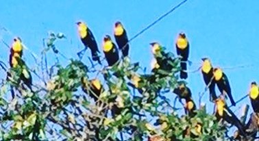 DonnaBrownBooks's tweet image. Here is a tweet.
#punsforfun #anwriting