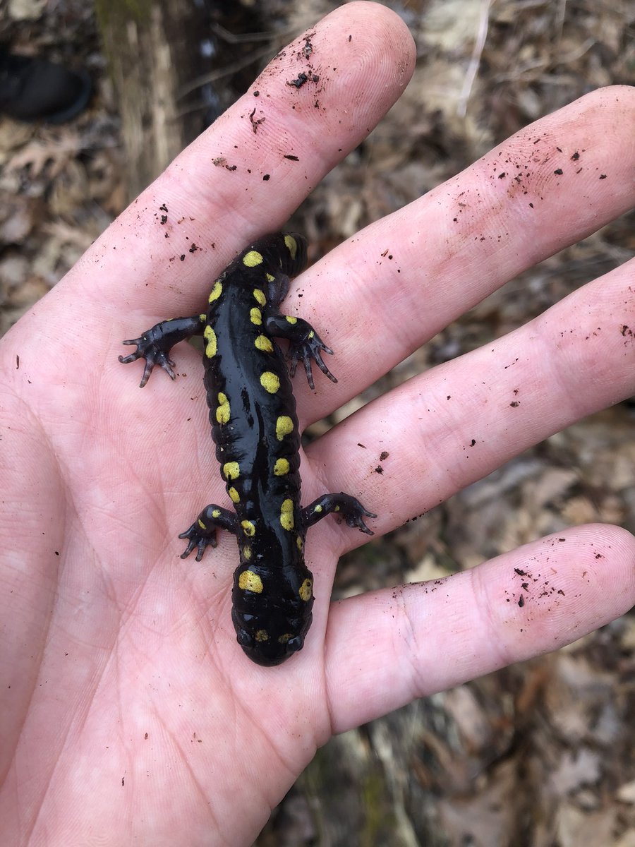 Male spotted salamanders have yet to hit wetlands in northern Indiana. #indiana #salamander #ambystoma #spring