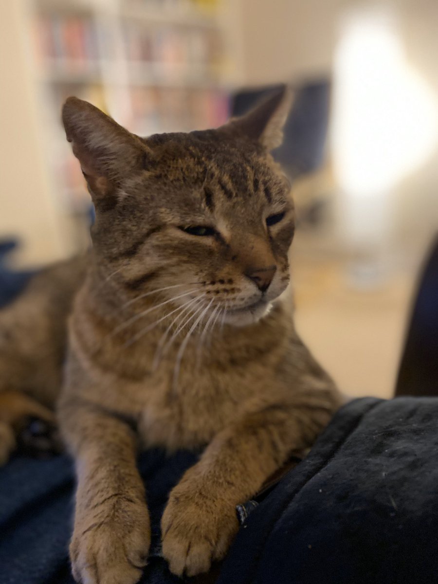 TVMarv's tweet photo. @MeatloafMeow #Caturday #chilledvibes https://t.co/m7TdFbYOMe