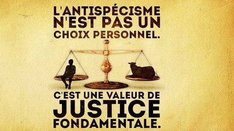 HumanSirk's tweet image. Salut !