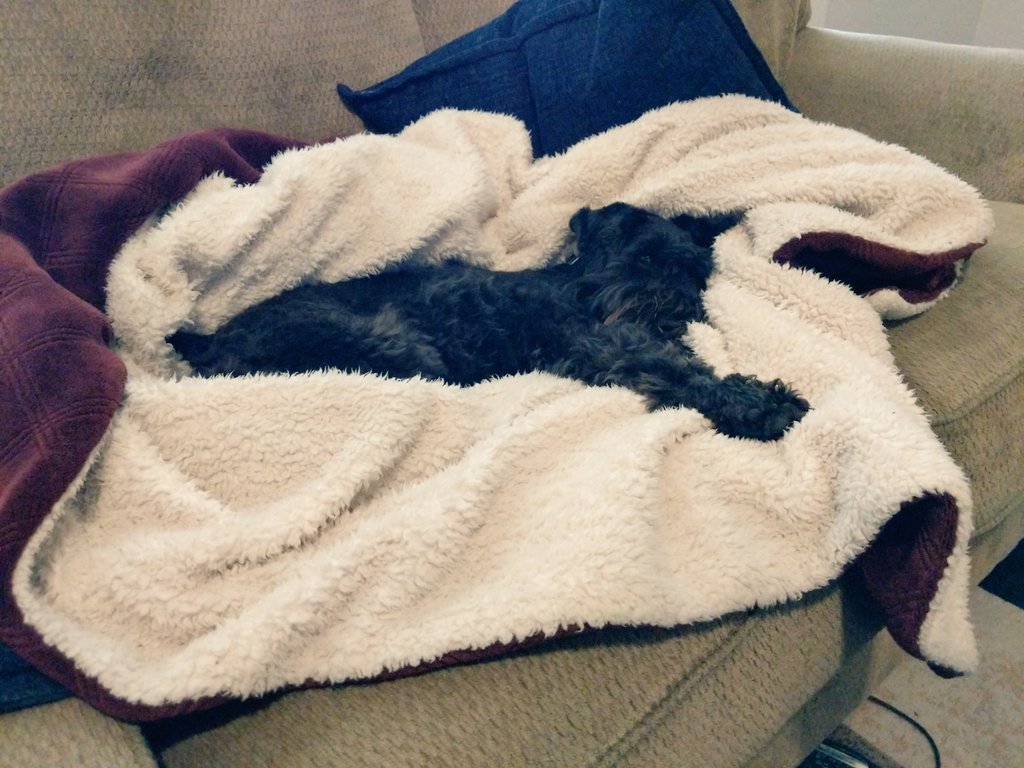 MrBilboWaggins's tweet photo. The sky water-flingers are on full blast today. That means a day curled up in front of the fire #nowalkies #toomanypuddles #hatewater #loveblankets #comfortaBo #wakemewhenitissunny https://t.co/CoDr2vAsCO