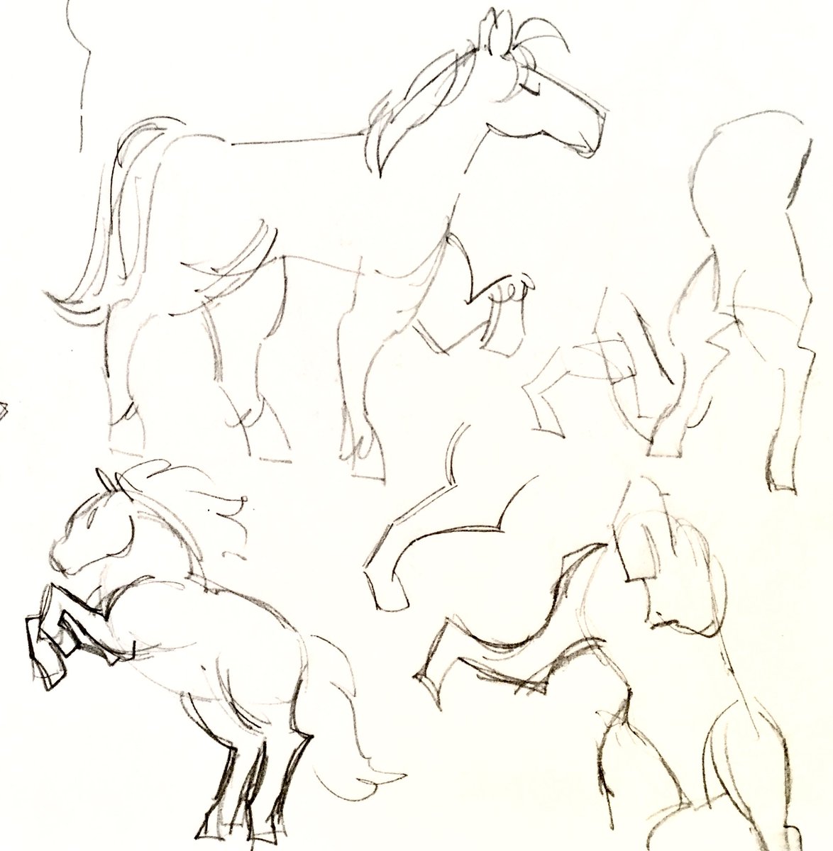 animal time 