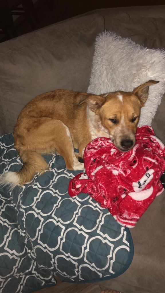 jokathryn31's tweet photo. Nvm my sister came home and now his name is Tucker https://t.co/GvUuocNINH