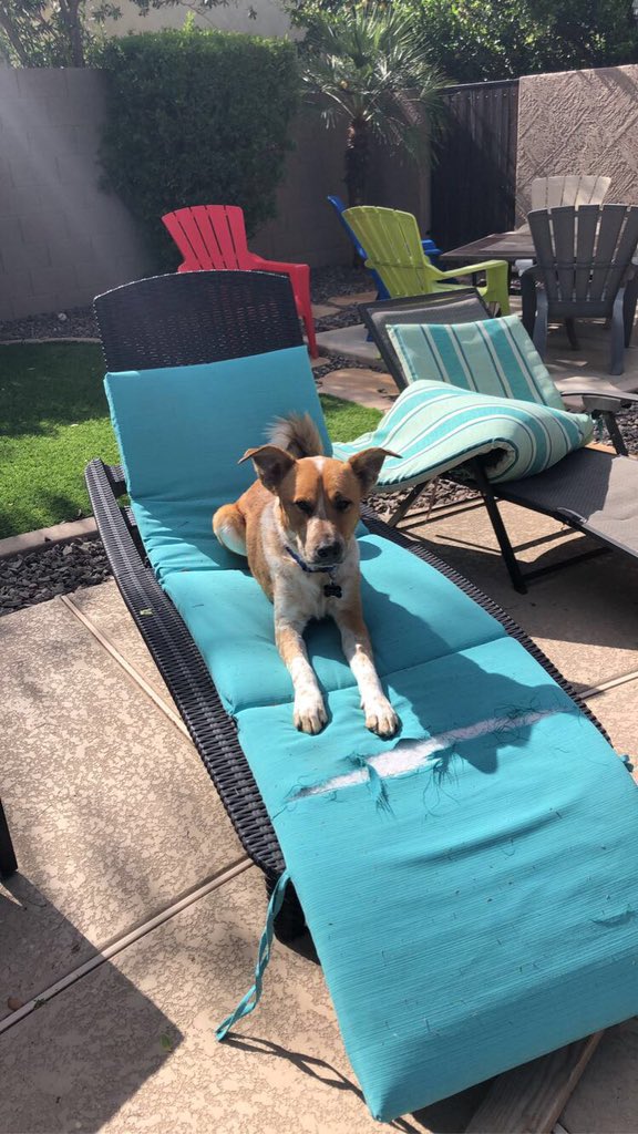 jokathryn31's tweet photo. Nvm my sister came home and now his name is Tucker https://t.co/GvUuocNINH