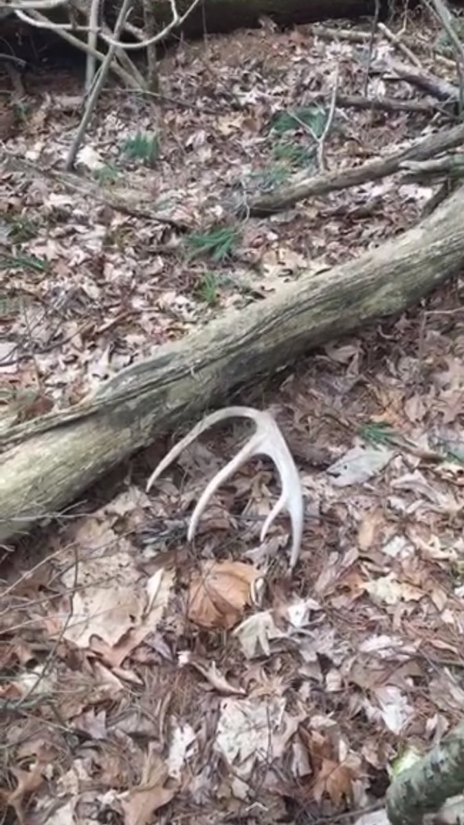 seaman_doug's tweet photo. Shed season is in full swing! The woods are a great place to avoid the Coronavirus! #ShedHunting https://t.co/elFkhZDvCt