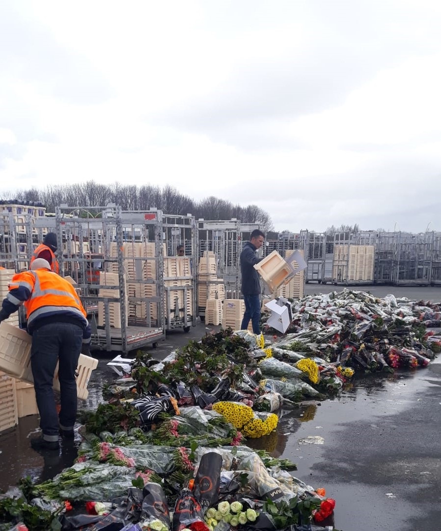 De sierteeltsector wordt ongekend hard geraakt door de coronacrisis. Bekijk de reactie van  Royal FloraHolland algemeen directeur Steven van Schilfgaarde bij Hart van Nederland op SBS6: hartvannederland.nl/nieuws/2020/si…  #sierteelt #corona