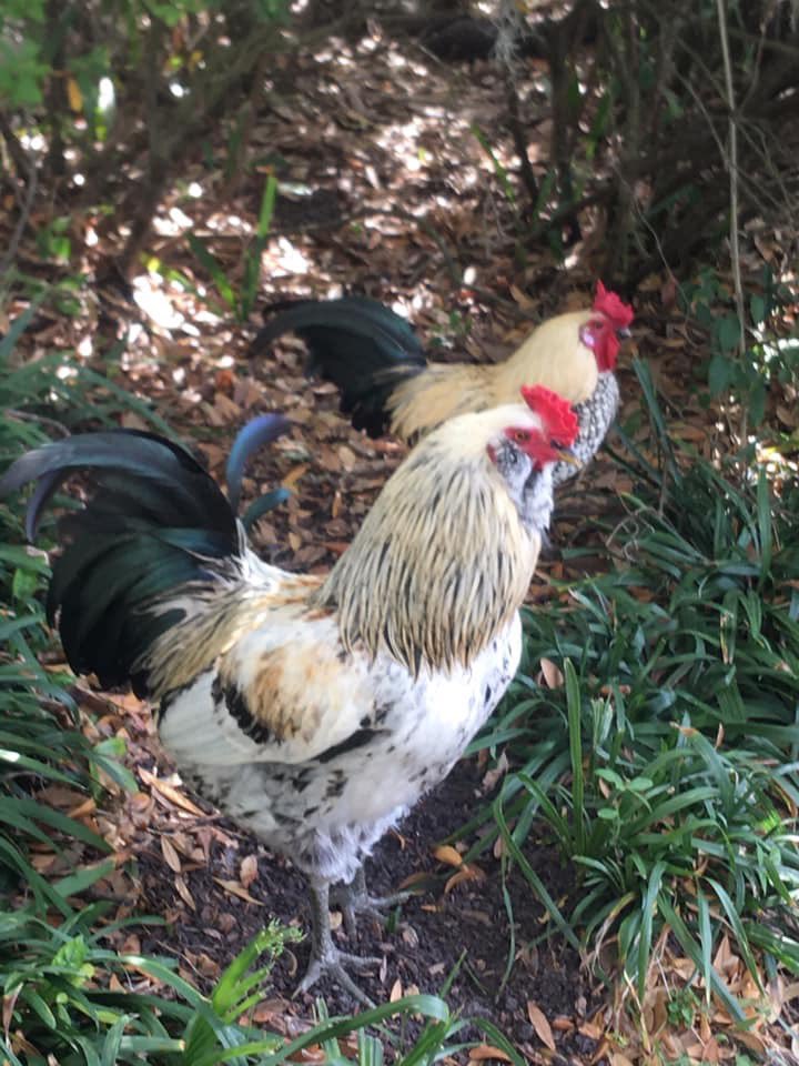 FL4Bernie2020's tweet photo. Andrea and Jason found a rooster hiding in the library bushes as they went to early vote for Bernie in Seminole County, Florida! A relative of Birdie Sanders, perhaps? #Bernie2020 #FloridaForBernie #FLPrimary #EarlyVotingWeekend 🐦 https://t.co/ACgStUuCO5