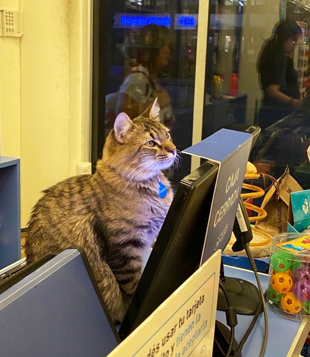 Bodegacats_'s tweet photo. 📷: @ManuelBelen95 https://t.co/Dp1HLmJuyS