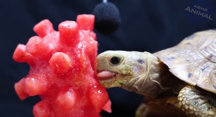 NoContextASMR's tweet image. 