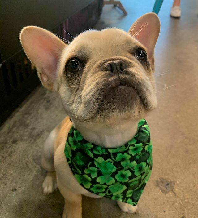TDBDALLAS's tweet photo. Bochy came by for a beer cookie🍺🍪!! See you soon buddy!!! 🥰🐾💙 #dogcookies #cutie #bandana https://t.co/Z5pnsyDpZp https://t.co/SathMJWHLK