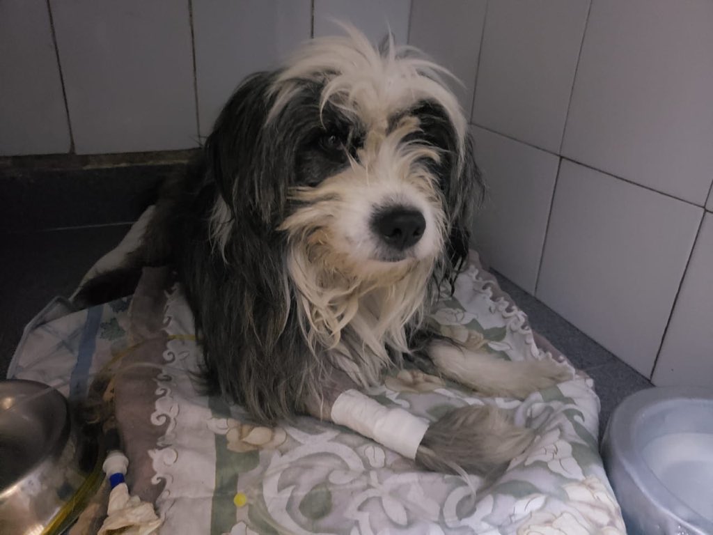Marce_Tabares's tweet photo. @grand_lili @parauddavid @ibmtw2010 @AnimalesBOG @Bogota Lili, te mandaron saludos 🤗 que gracias a tu publicación, pudimos salvar la vida de #Zukini 🤗💙 https://t.co/aRFGpHS2ok