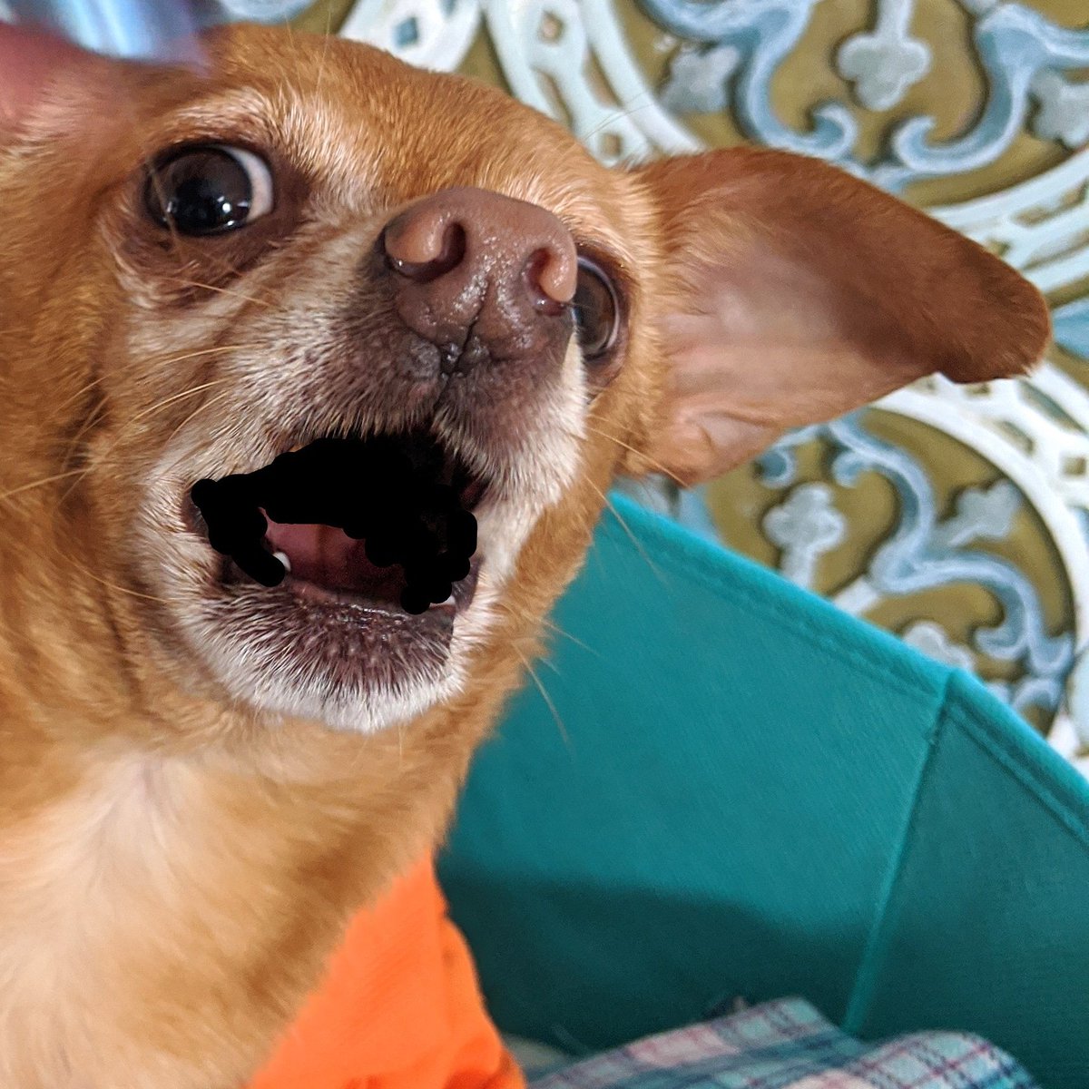 CPP images (@DottyGevers) / Posts / X