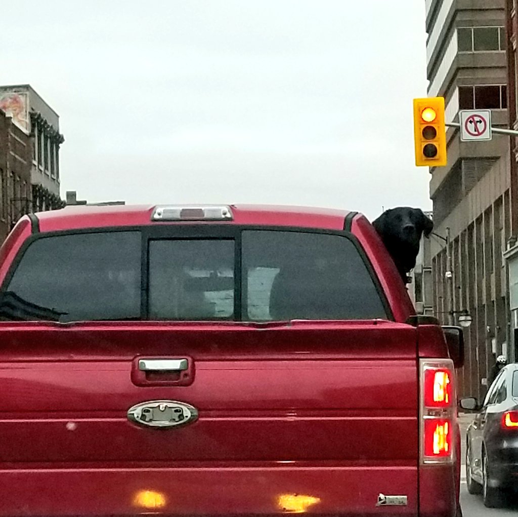 ontario_love's tweet photo. Just a dog checking out the sights & sounds of downtown. Second picture- What are YOU lookin at? I'm looking at you cute dog!
#ldnont #dogs #dogsoutwindows #windowDogs #downtownDog
#dogstyle #instadog #londonontario #London #downtown https://t.co/ZQlxZRGjmL